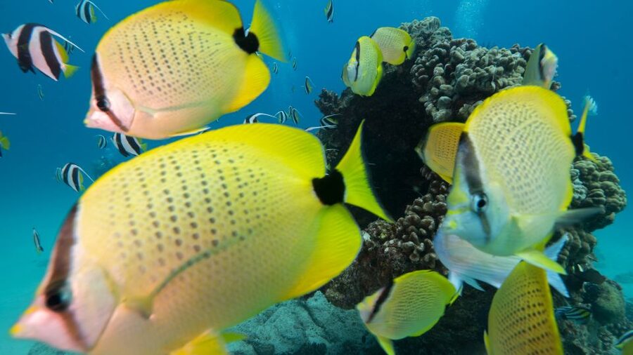 Oahu: Honolulu Turtle Canyon Snorkeling Tour - The 20-minute cruise to Turtle Canyon