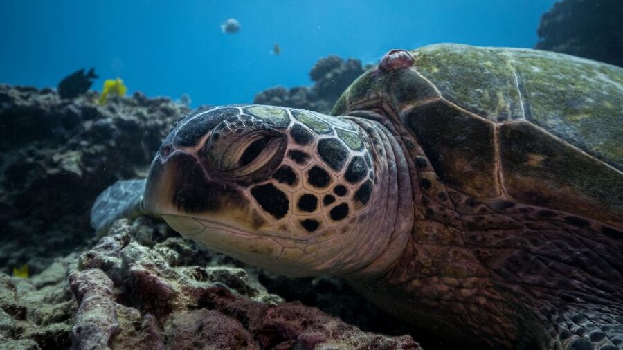 Oahu: Honolulu Turtle Canyon Snorkeling Tour - Returning to the boat and the second site