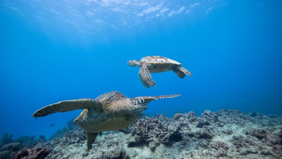 Oahu: Honolulu Turtle Canyon Snorkeling Tour - Who will enjoy this most?