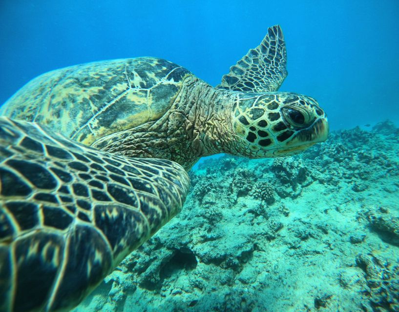 Oahu: Honolulu Turtle Canyon Snorkeling Tour - The first swim: getting comfortable above the reef