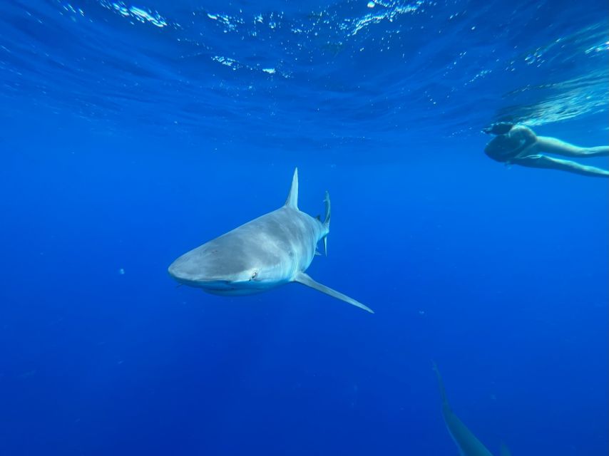 Oahu: North Shore Cageless Shark Snorkeling Tour - Meeting the North Shore Boat Crew in Haleiwa