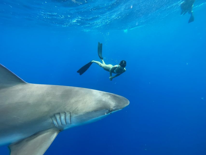 Oahu: North Shore Cageless Shark Snorkeling Tour - The Boat Ride Across Oahu’s Open Water