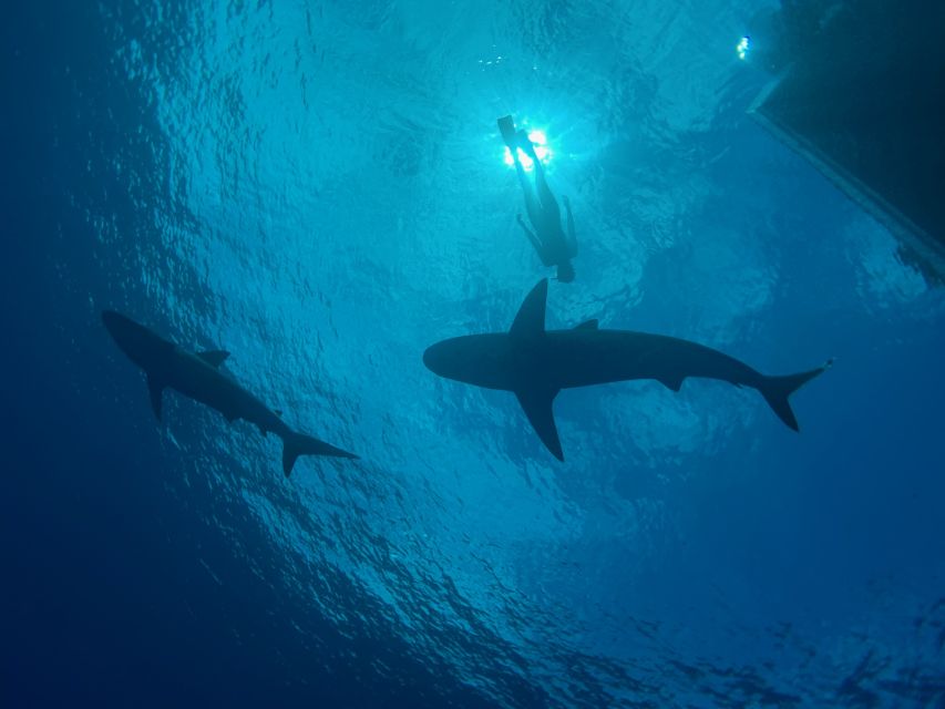 Oahu: North Shore Cageless Shark Snorkeling Tour - Swimming Cageless With Sharks
