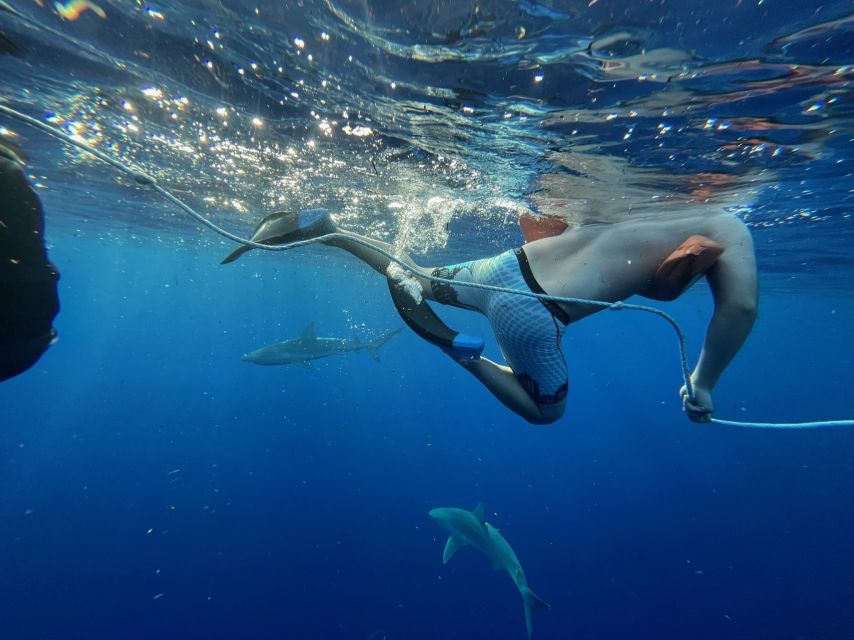 Oahu: North Shore Cageless Shark Snorkeling Tour - The Included Photos Are a Real Advantage