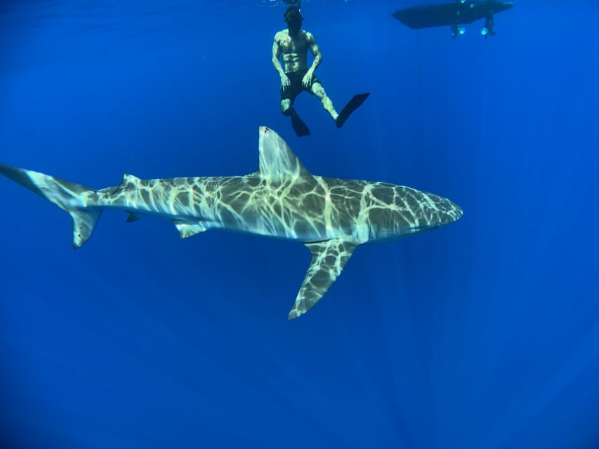Oahu: North Shore Cageless Shark Snorkeling Tour - Who Should Book This Experience?