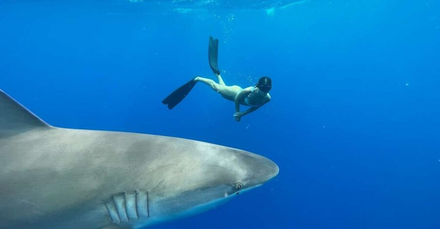 Oahu: North Shore Cageless Shark Snorkeling Tour - Should You Book Island View Hawaii?