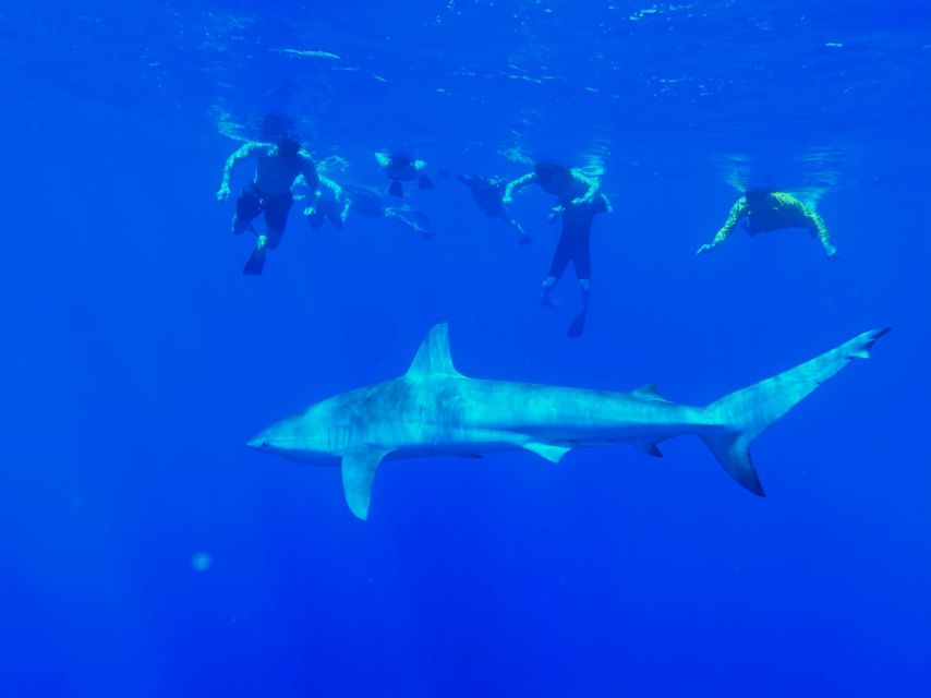 Oahu: North Shore Cageless Shark Snorkeling Tour - What Happens Before You Enter the Water