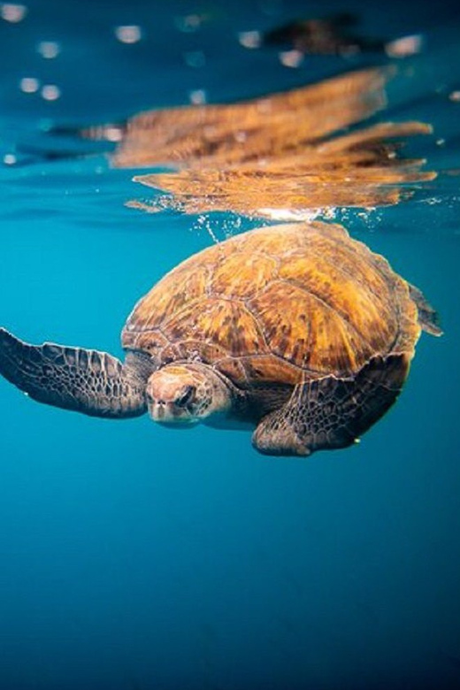 Oahu: North Shore Snorkeling Tour from Haleiwa - Why this North Shore snorkeling trip feels different