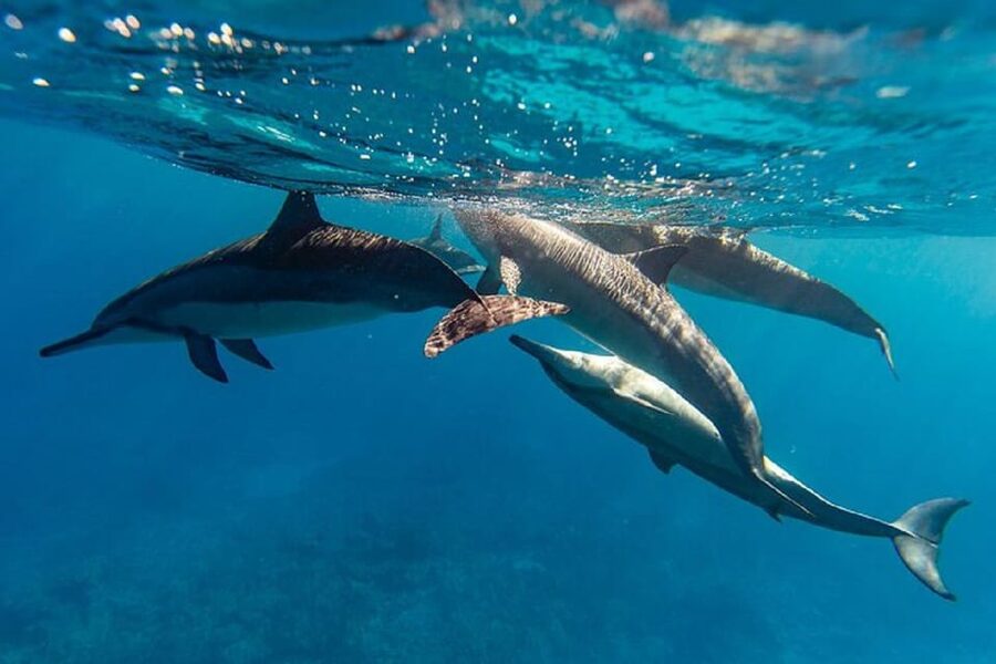 Oahu: North Shore Snorkeling Tour from Haleiwa - The seasonal detail that changes the plan