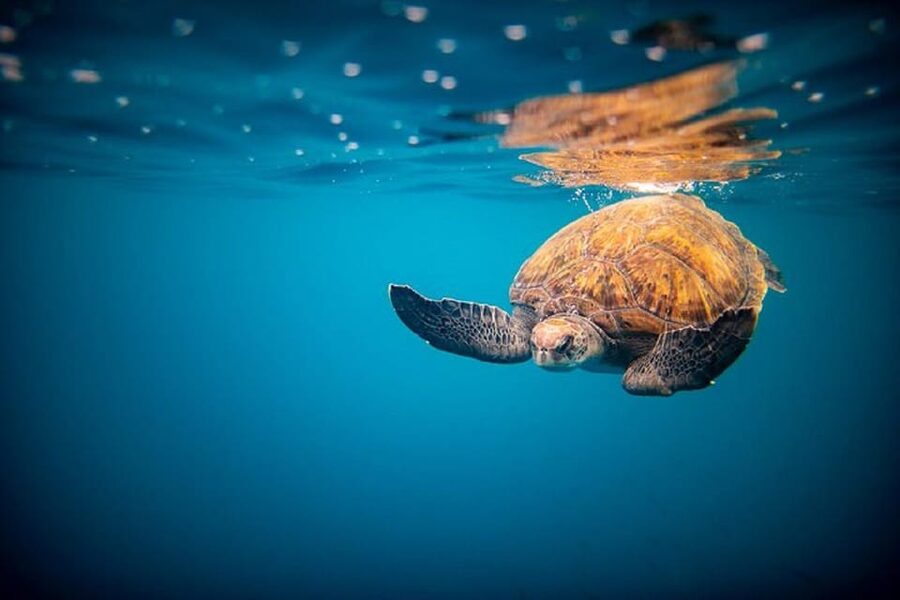 Oahu: North Shore Snorkeling Tour from Haleiwa - What to pack for the boat