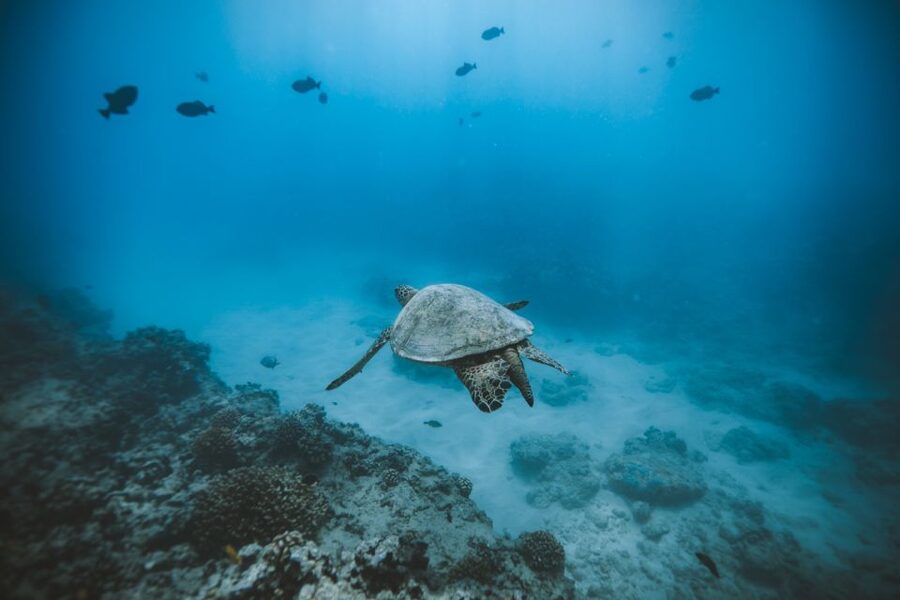 Oahu: Private Turtle Snorkeling with Customizable Itinerary - Cruising south toward Diamond Head