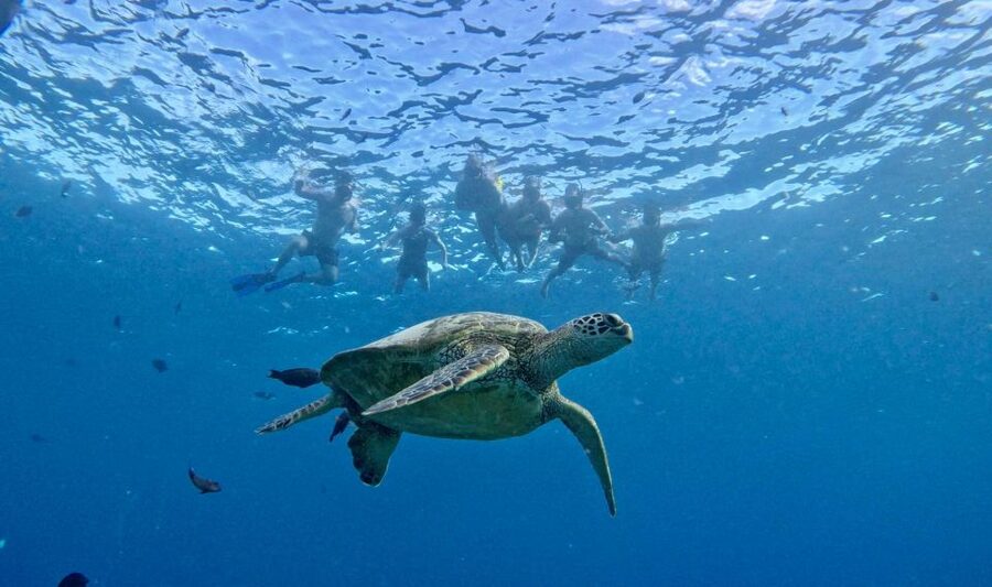 Oahu: Private Turtle Snorkeling with Customizable Itinerary - Should you book this private Oahu snorkeling trip?