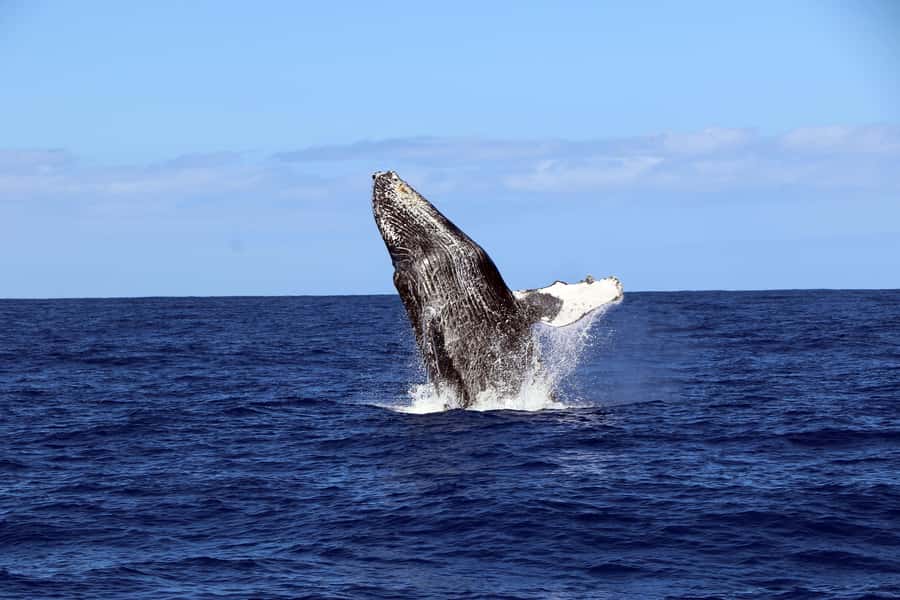 Oahu: Snorkeling & Dolphin Watch Cruise w/ Luau Style Buffet - Practical Tips For a Smoother Day