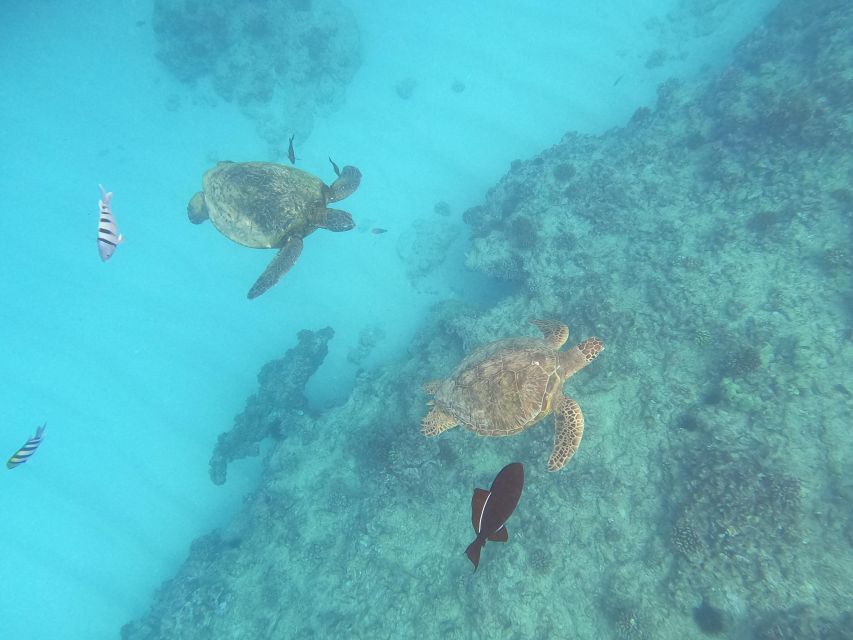 Oahu Snorkeling with Turtles, Water Scooter, Paddleboard - Snorkeling time and equipment limits