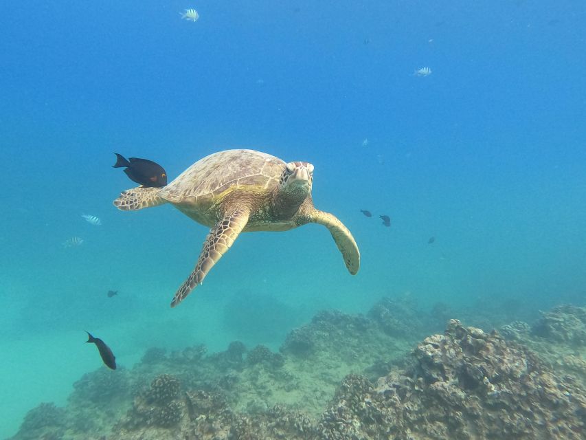 Oahu Snorkeling with Turtles, Water Scooter, Paddleboard - Trying the electric water scooter