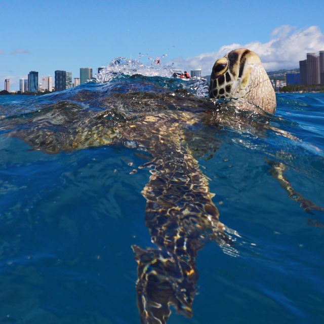 Oahu: Turtle Canyon Snorkeling Boat Tour - Why the crew matters for beginners