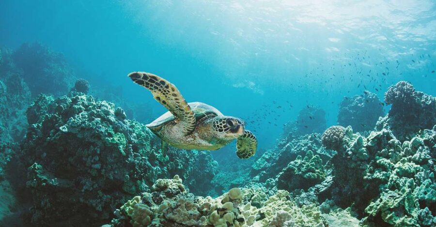 Oahu: Turtle Canyon Snorkeling Boat Tour - Who will enjoy this Turtle Canyon trip?