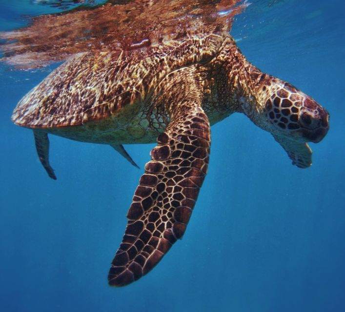 Oahu: Turtle Canyon Snorkeling Boat Tour - The snorkeling stop: fish, coral, and a careful turtle search