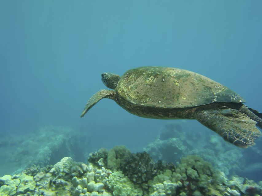 Oahu: Waikiki Turtle Snorkel Sail - Drinks, Snacks, and Time on Deck
