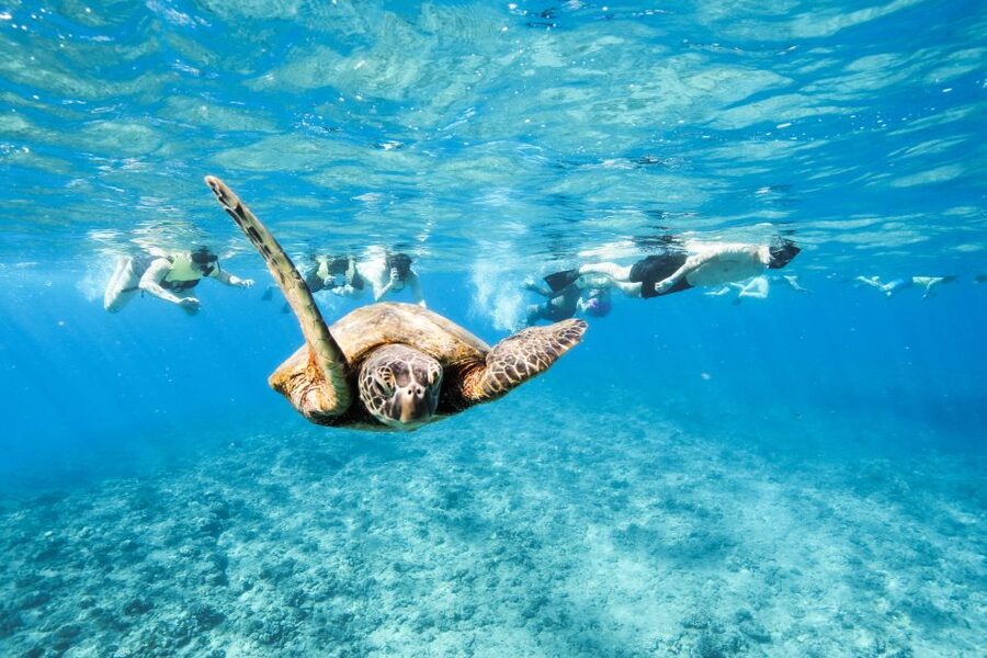 Oahu: Waikiki Turtle Snorkeling Adventure - Key points to know before booking