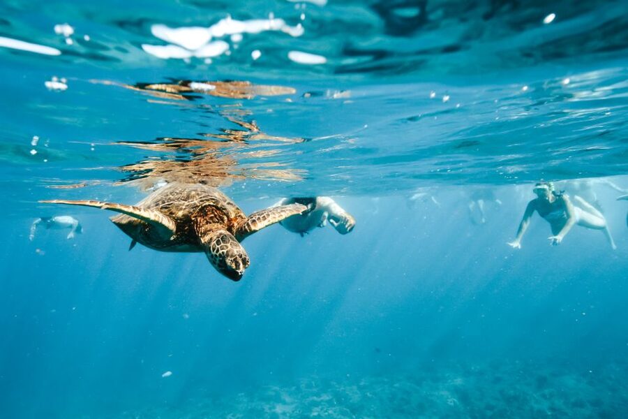 Oahu: Waikiki Turtle Snorkeling Adventure - Cruising out from Waikiki on the Island Princess