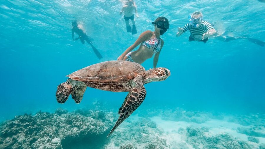 Oahu: Waikiki Turtle Snorkeling Adventure - Swimming with honu and reef fish