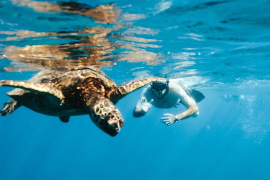 Oahu: Waikiki Turtle Snorkeling Adventure - Smart preparation for a smoother morning