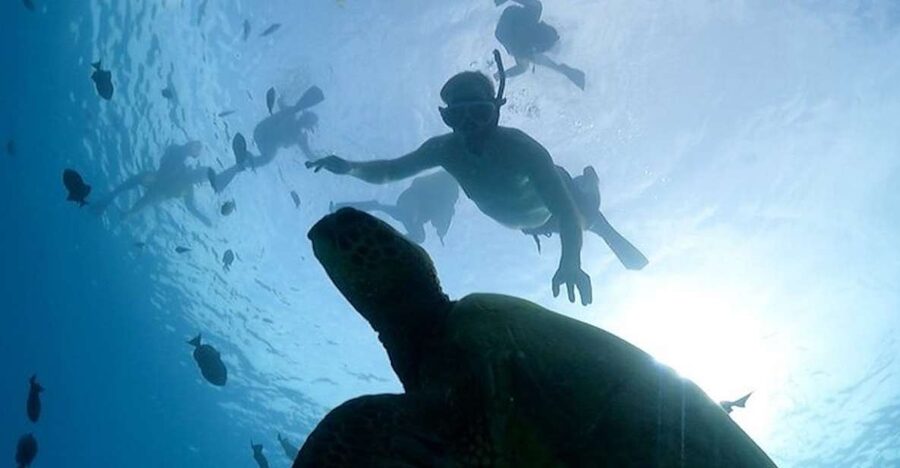 Oahu: Waikiki Turtle Snorkeling Adventure Cruise - Key points to know before booking
