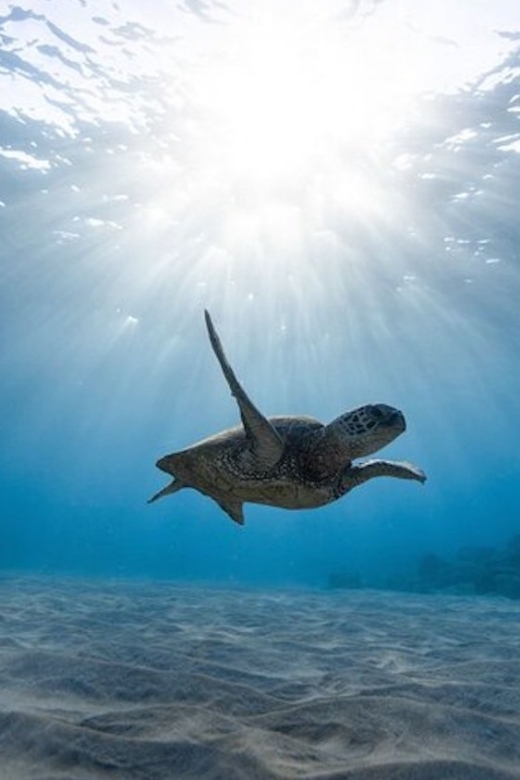 Oahu: Waikiki Turtle Snorkeling Adventure Cruise - What the $67 price really includes