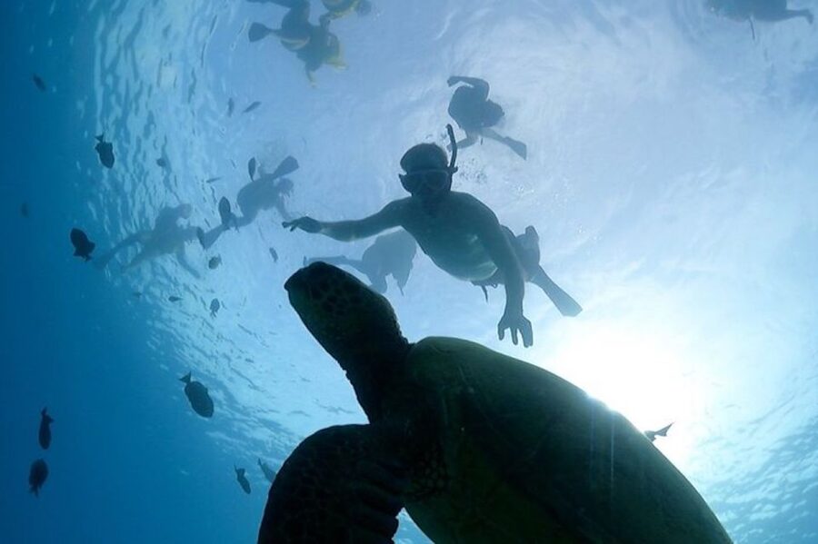 Oahu: Waikiki Turtle Snorkeling Adventure Cruise - Who will enjoy this Waikiki snorkel