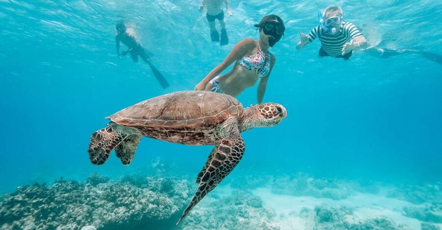 Oahu: Waikiki Turtle Snorkeling Adventure - Reaching the turtle snorkeling site