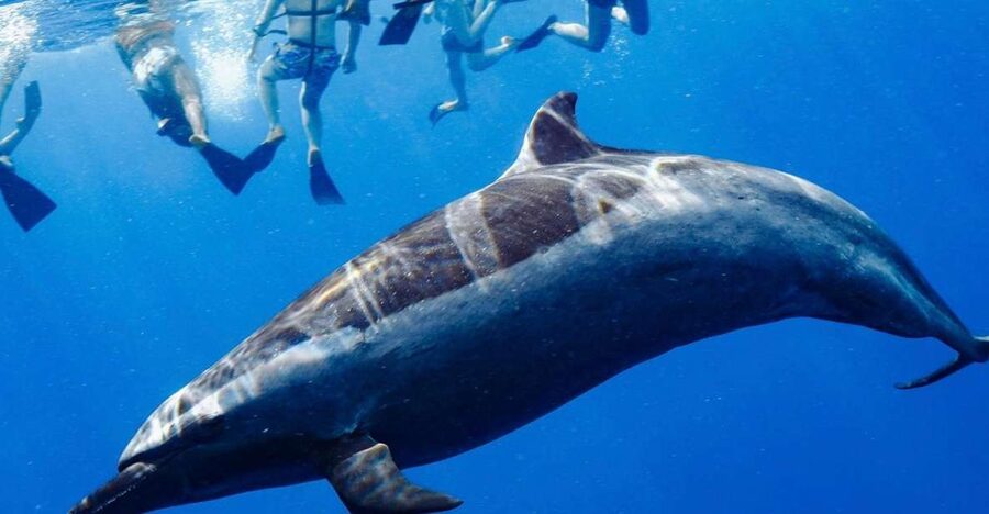 Oahu: Wild Dolphins Swim Turtle Snorkel Tour & Waterslide - Key points to know before booking