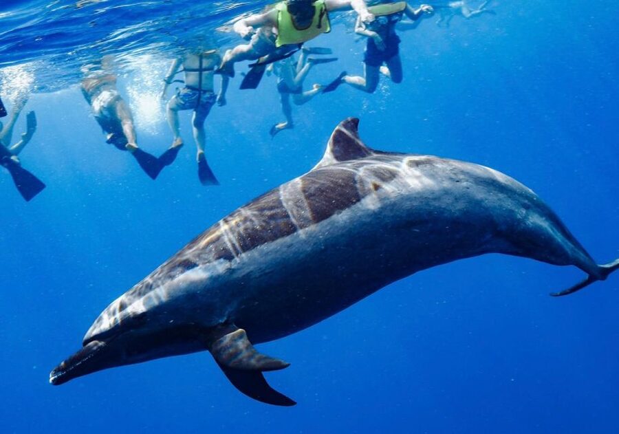 Oahu: Wild Dolphins Swim Turtle Snorkel Tour & Waterslide - FAQ
