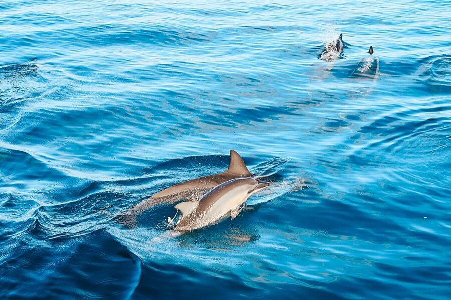 Oahu: Wild Dolphins Swim Turtle Snorkel Tour & Waterslide - Makaha snorkeling with turtles and reef fish
