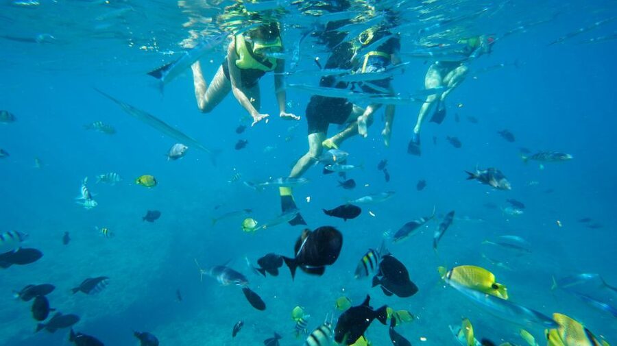 Oahu: Wild Dolphins Swim Turtle Snorkel Tour & Waterslide - A floating playground with a 21-foot waterslide
