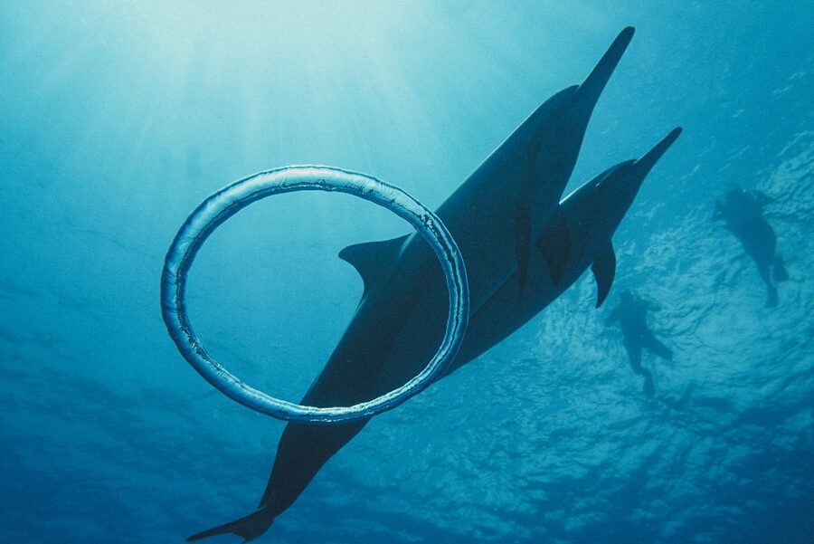 Oahu: Wild Dolphins Swim Turtle Snorkel Tour & Waterslide - Lunch, drinks, and what the $199 price covers