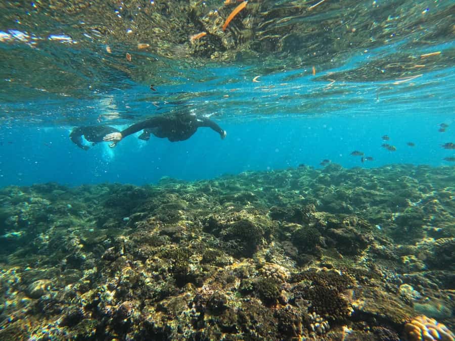 Okinawa: Blue Cave Private Snorkeling Tour with Guide - What the Blue Cave outing is really like