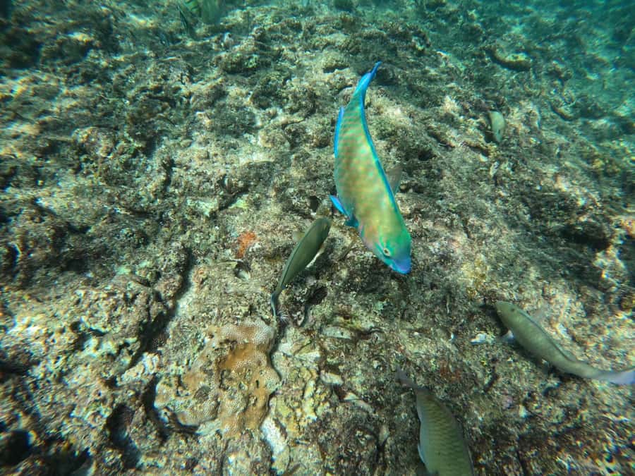Okinawa: Blue Cave Private Snorkeling Tour with Guide - What happens when the Blue Cave is closed
