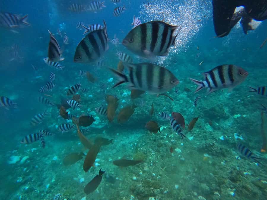 Okinawa: Blue Cave Private Snorkeling Tour with Guide - Hiro’s strengths as a guide