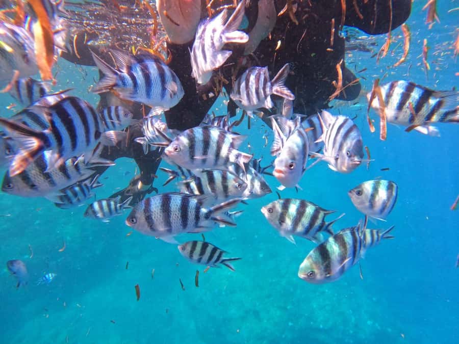 Okinawa: Blue Cave Private Snorkeling Tour with Guide - What to bring and what costs extra