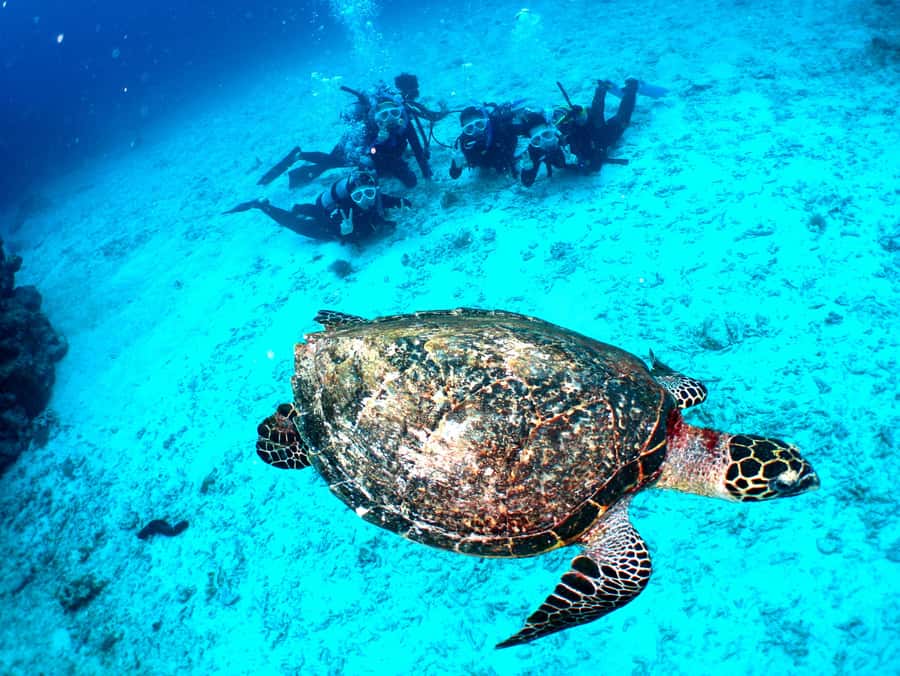 Okinawa: From Naha: Kerama Islands 1-day snorkeling tour - Pickup, parking, and the $81 price