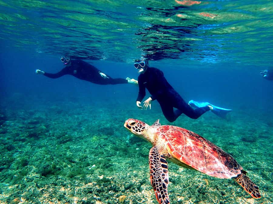 Okinawa: From Naha: Kerama Islands 1-day snorkeling tour - What you may see below the surface