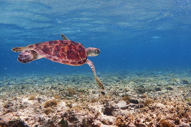 Okinawa Ishigaki Kabira Bay SUP or Canoe and Blue Cave Snorkeling - Price and the value of four hours