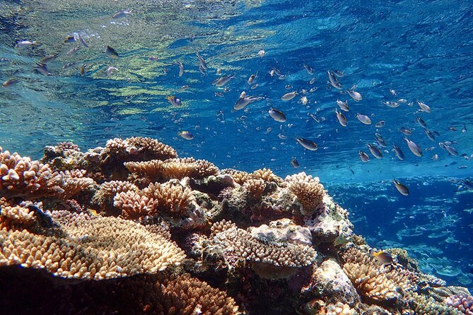 Okinawa Ishigaki Kabira Bay SUP or Canoe and Blue Cave Snorkeling - Who should book this activity