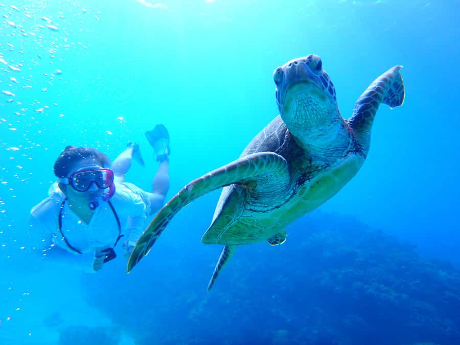 Okinawa : Kerama Whole Day Snorkeling Tour From Chatan/Naha - What the Two or Three Water Stops Are Like