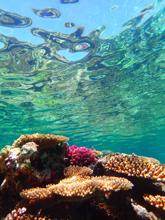 Okinawa : Kerama Whole Day Snorkeling Tour From Chatan/Naha - Equipment, Comfort, and What to Pack