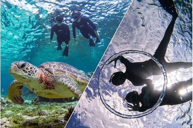 Okinawa Miyako Sea turtle Snorkeling Free Pick up and Drop off - What the two-hour outing is like