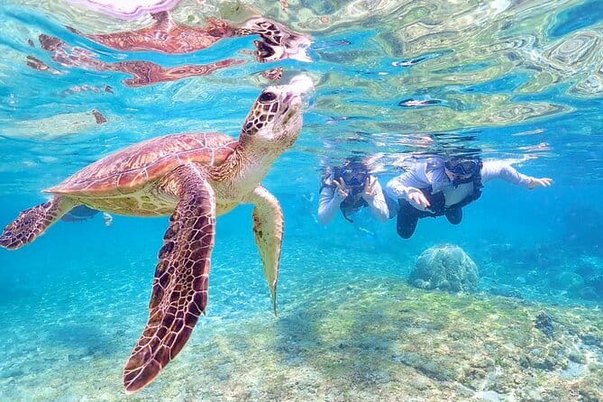 Okinawa Miyako Sea turtle Snorkeling Free Pick up and Drop off - How the guides shape the experience