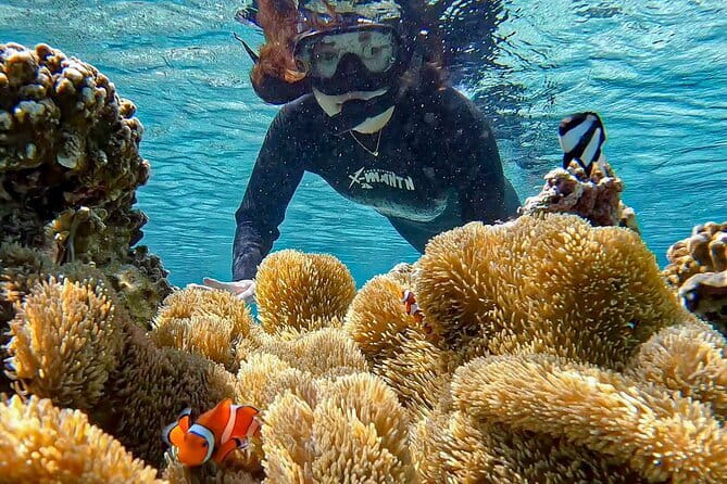Okinawa Miyako Sea turtle Snorkeling Free Pick up and Drop off - Weather, cancellation, and timing