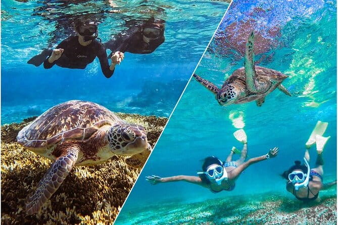 Okinawa Miyako Sea turtle Snorkeling Free Pick up and Drop off - Finding turtles, Nemo, fish, and coral